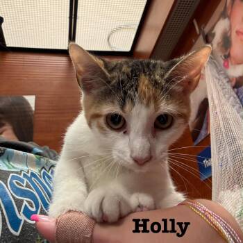 Holly -  Domestic Short Hair Cat for Adoption in Hazlet, New Jersey - Holly | PetCurious