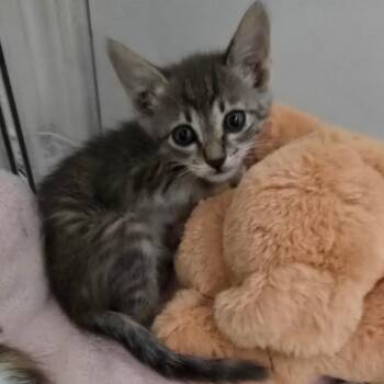 Chipotle Burrito Bowl 27 -  Domestic Short Hair Cat for Adoption in Austin, Texas - Chipotle Burrito Bowl 27 | PetCurious