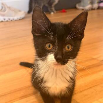 Maxwell -  Domestic Short Hair Cat for Adoption in Victoria, British Columbia - Maxwell | PetCurious