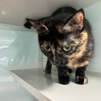 Domestic Short Hair Cats Available for Adoption in Wheeling, Illinois - Oreo | PetCurious