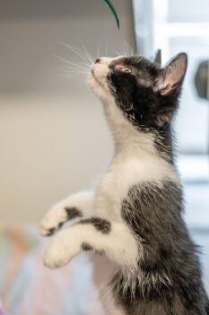Lyra -  Domestic Short Hair Cat for Adoption in Hilton Head Island, South Carolina - Lyra | PetCurious