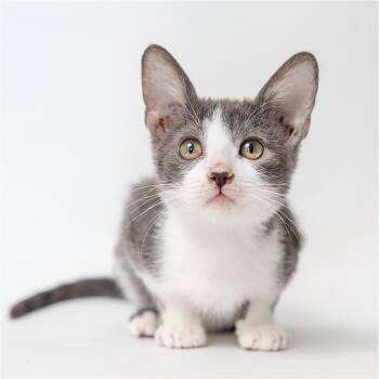 Peyton -  Domestic Short Hair Cat for Adoption in Palm Springs, California - Peyton | PetCurious