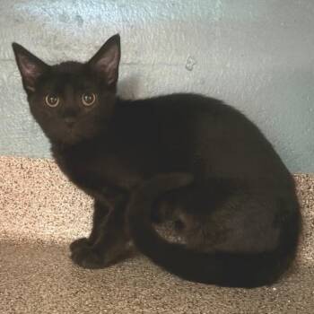 Bear Cub -  Domestic Short Hair Cat for Adoption in Sarasota, Florida - Bear Cub | PetCurious