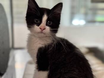CASSEROLE -  Domestic Short Hair Cat for Adoption in Pueblo, Colorado - CASSEROLE | PetCurious