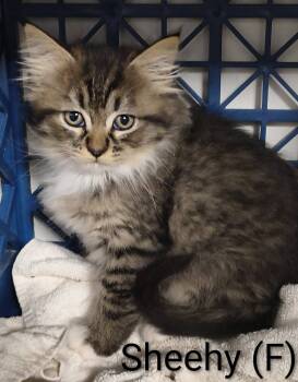 Rescue Domestic Long Hair and Tabby Cats for Adoption in Saugerties, New York - Sheehy | PetCurious