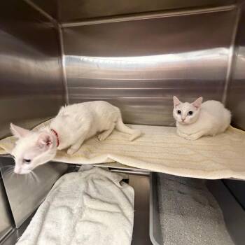 Domestic Short Hair Cats Available for Adoption in Buffalo, New York - Zara | PetCurious