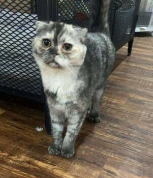 Rescue Scottish Fold Cats for Adoption in Fairfax, Virginia - Noona (Scottish Fold) | PetCurious