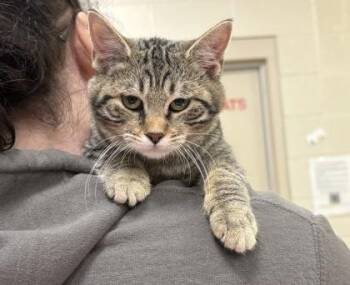 Domestic Short Hair Cats Available for Adoption - Asteria | PetCurious