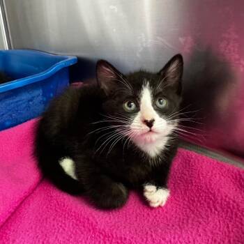 Mater -  Domestic Short Hair Cat for Adoption in Asheville, North Carolina - Mater | PetCurious