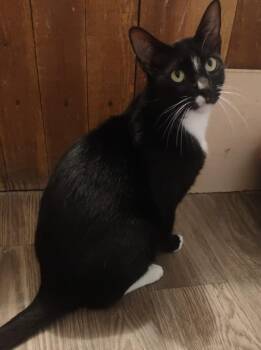 Rescue Domestic Short Hair Cats for Adoption in San Diego, California - Tuxedo | PetCurious