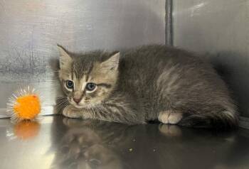 Domestic Medium Hair Cats Available for Adoption in Murray, Kentucky - Agate | PetCurious