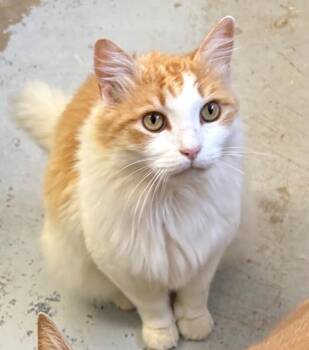 Domestic Long Hair Cats Available for Adoption in Zimmerman, Minnesota - Cream | PetCurious