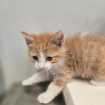 Toto -  Domestic Short Hair Cat Available for Adoption in San Jacinto, California - Toto | PetCurious