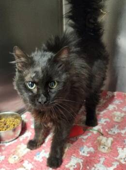 Domestic Long Hair Cats Available for Adoption in Butte, Montana - Morty | PetCurious