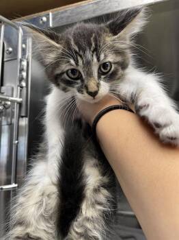 SONNY* -  Domestic Short Hair Cat for Adoption in Santa Cruz, California - SONNY* | PetCurious