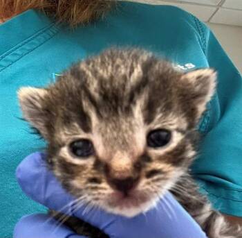 Domestic Short Hair Cats Available for Adoption in Houston, Texas - A654906 | PetCurious
