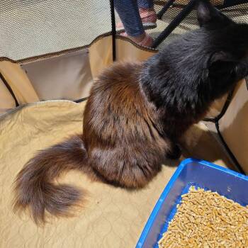 MC Hammer -  Maine Coon Cat for Adoption in Tallahassee, Florida - MC Hammer | PetCurious