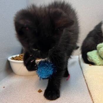 Domestic Short Hair Cats Available for Adoption in Pittsburgh, Pennsylvania - Miles | PetCurious
