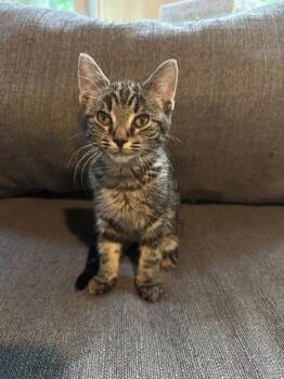 Flint -  Tabby Cat for Adoption in Knoxville, Tennessee - Flint | PetCurious