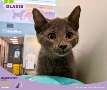 Domestic Short Hair Cats Available for Adoption in Eighty Four, Pennsylvania - Gladis | PetCurious