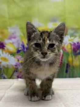 Domestic Short Hair Cats Available for Adoption in San Antonio, Texas - Grasshopper | PetCurious