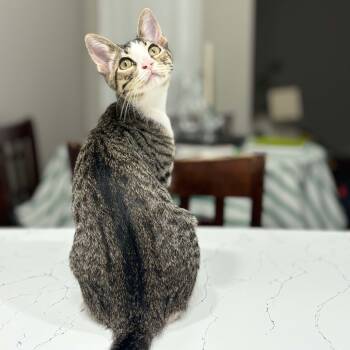 Rescue Domestic Short Hair Cats for Adoption in Fort Worth, Texas - Clarence | PetCurious