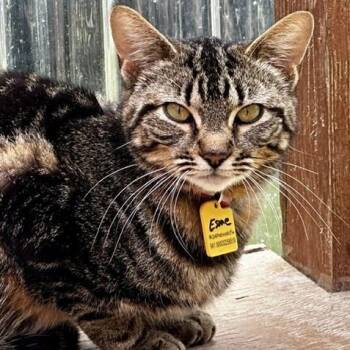 Esme - Active and Friendly -  Tabby Cat for Adoption in Hoquiam, Washington - Esme - Active And Friendly | PetCurious
