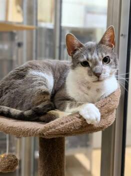 Domestic Short Hair Cats Available for Adoption in St. Peters, Missouri - DYNAMO | PetCurious