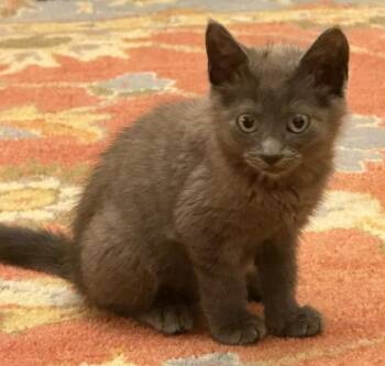 Kelso -  Domestic Short Hair Cat for Adoption in Beaverton, Oregon - Kelso | PetCurious