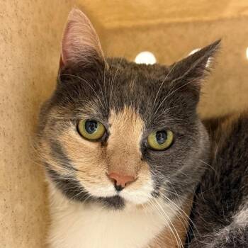 Keona -  Domestic Short Hair Cat for Adoption in Reno, Nevada - Keona | PetCurious