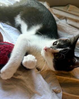 Turbo -  Domestic Short Hair Cat for Adoption in Gardena, California - Turbo | PetCurious