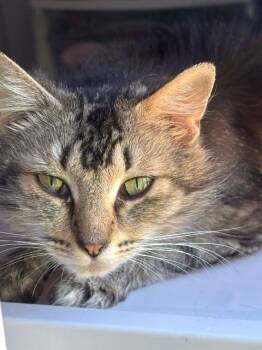 Butterfly -  Domestic Long Hair Cat for Adoption in Seattle, Washington - Butterfly | PetCurious