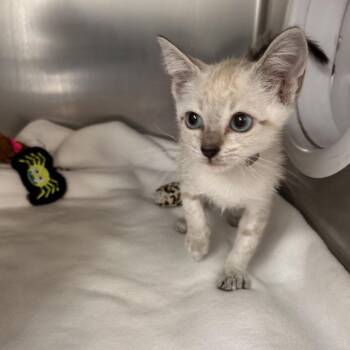 Cosmo -  Domestic Short Hair Cat for Adoption in Hawthorne, California - Cosmo | PetCurious