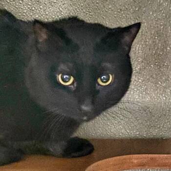 American Shorthair Cats Available for Adoption - Burrito | PetCurious