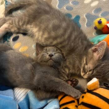 Roxbury -  Domestic Medium Hair Cat for Adoption in Baltimore, Maryland - Roxbury | PetCurious