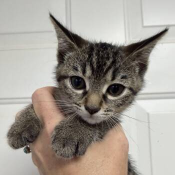 Bourbon -  Tabby Cat for Adoption in Columbia, South Carolina - Bourbon | PetCurious