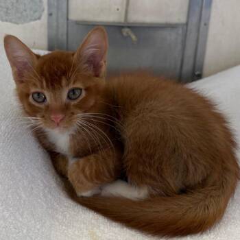Domestic Medium Hair Cats Available for Adoption - Mortadella | PetCurious
