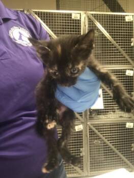 A429885 -  Domestic Short Hair Cat for Adoption in Conroe, Texas - A429885 | PetCurious
