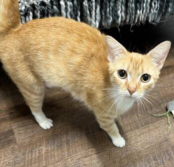 Peaches -  Domestic Short Hair Cat Available for Adoption in Bolivia, North Carolina - Peaches | PetCurious