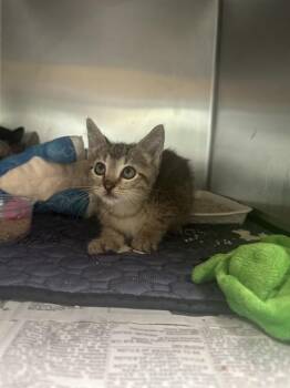 GREG -  Domestic Short Hair Cat for Adoption in Riverside, California - GREG | PetCurious
