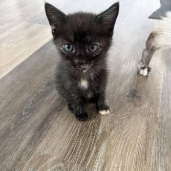 Shadow -  Domestic Short Hair Cat for Adoption in Tustin, California - Shadow | PetCurious