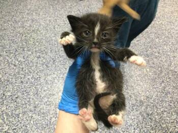 Domestic Short Hair Cats Available for Adoption in Thousand Palms, California - A1913631 | PetCurious