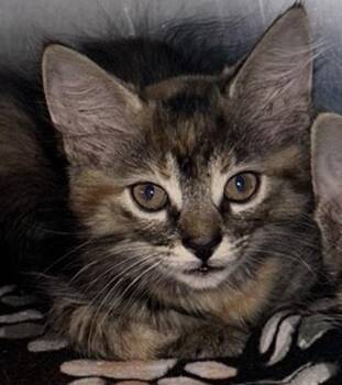 CINNAMEOW -  Domestic Short Hair Cat for Adoption in Sugar Land, Texas - CINNAMEOW | PetCurious