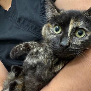 Domestic Long Hair Cats Available for Adoption - Moungee | PetCurious