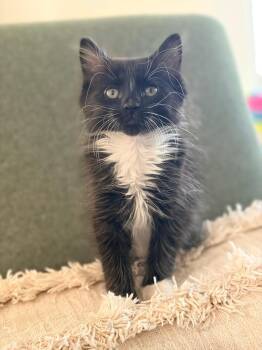 Peri -  Domestic Medium Hair Cat Available for Adoption in Pasco, Washington - Peri | PetCurious