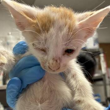 nick -  Domestic Short Hair Cat for Adoption in Edinburg, Texas - Nick | PetCurious