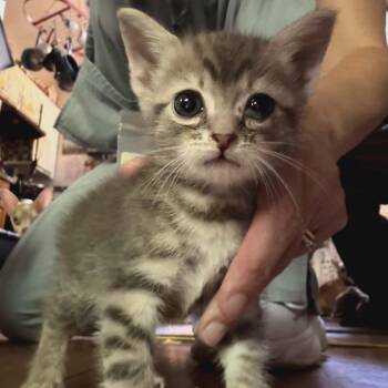Oliver -  Domestic Short Hair Cat for Adoption in Charlottesville, Virginia - Oliver | PetCurious