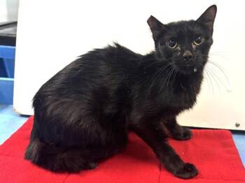 BLUEBERRY -  Domestic Short Hair Cat for Adoption in Sacramento, California - BLUEBERRY | PetCurious