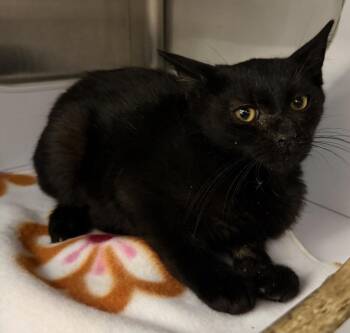 Driver -  Domestic Short Hair Cat for Adoption in Alafaya, Florida - Driver | PetCurious
