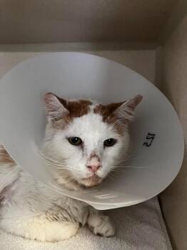 Domestic Medium Hair Cats Available for Adoption in Los Angeles, California - Callahan | PetCurious